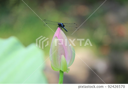 Orthetrum albisum flying around the Hasuda 92426570