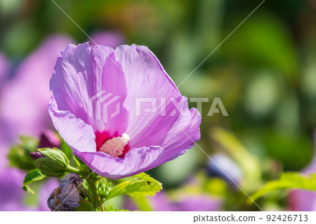Pink flowers of Hibiscus moscheutos plant close-up. Hibiscus moscheutos, swamp hibiscus, 92426713