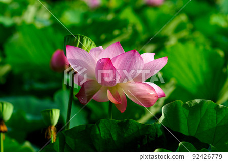 Guren after the rain 92426779