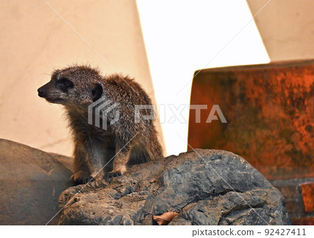 meerkat meerkat 92427411