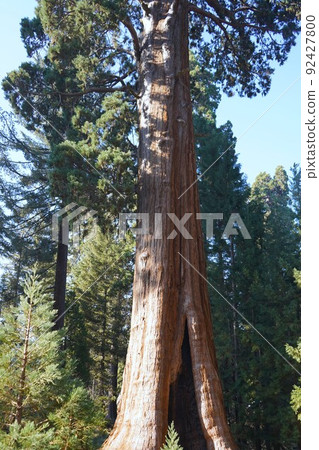 Sequoia National Park, California Giant Sequoia Tree 92427800