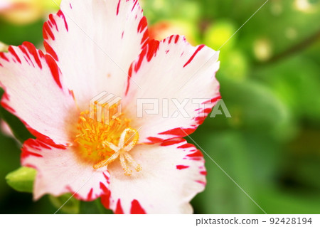帶紅色邊框的馬齒莧 帶紅色邊框的馬齒莧 92428194
