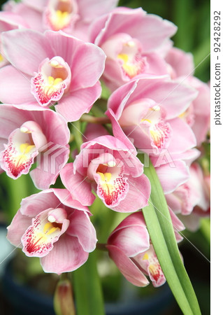 Cymbidium Cymbidium 92428292