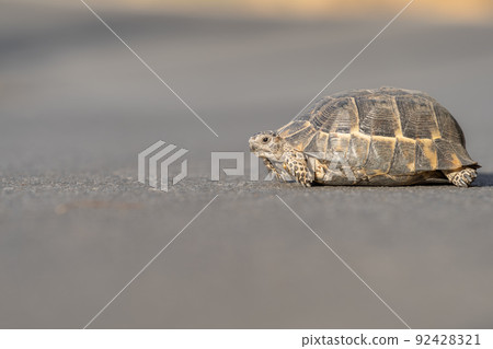 A Mediterranean land turtle lying on the asphalt. A Mediterranean land turtle lying on the asphalt. 92428321