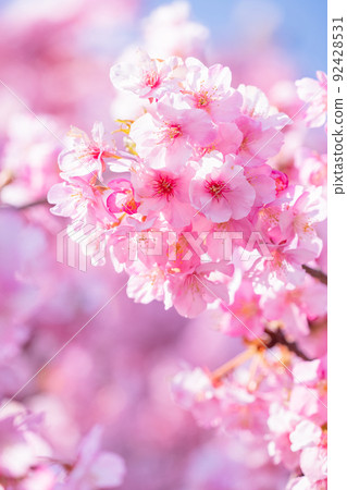 Kawazu cherry blossoms in full bloom Kawazu cherry blossoms in full bloom 92428531