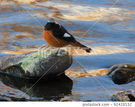 Daurian Redstart male in a nearby stream Daurian Redstart male in a nearby stream 92428532