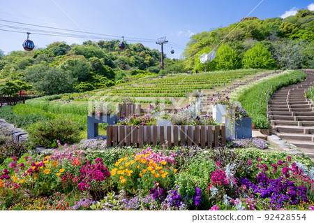Flower scenery blooming in Kobe Nunobiki Herb Garden 92428554