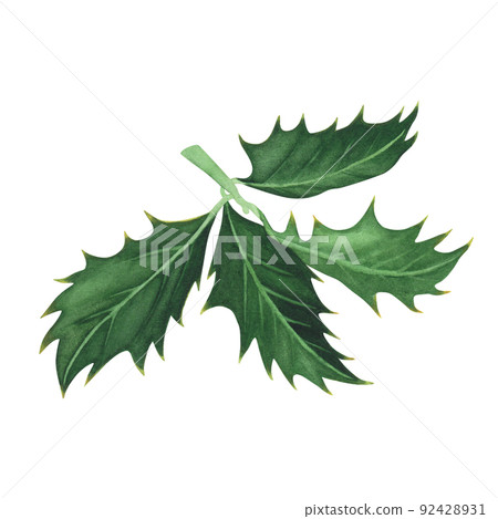 Christmas plant holly leaves isolated on white background. Watercolor hand drawn Xmas illustration. Art for design Christmas plant holly leaves isolated on white background. Watercolor hand drawn Xmas illustration. Art for design 92428931