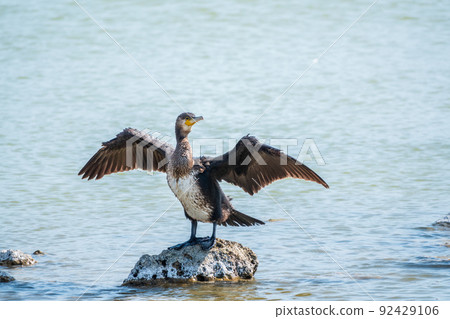 Great cormorant, Phalacrocorax carbo, sits on stone and dries its wings on the wind. 92429106