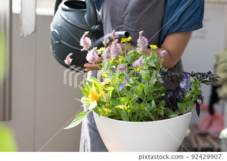 一個女人做集體種植、園藝和澆花的形象 92429907