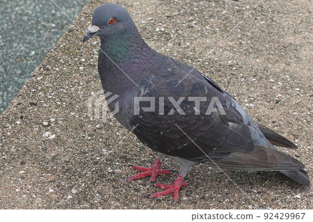 Kawarabato(Dobato) Kawarabato(Dobato) 92429967