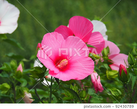 粉紅色的泰坦比斯 92430789