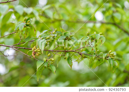 Young fruit of Sanshu Young fruit of Sanshu 92430793