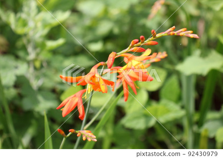 Himehigi ginsen Himehigi ginsen 92430979