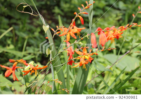 Himehigi ginsen Himehigi ginsen 92430981