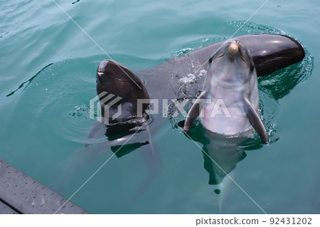 太地鎮鯨魚博物館 太地鎮鯨魚博物館 92431202