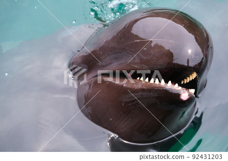 太地鎮鯨魚博物館 92431203