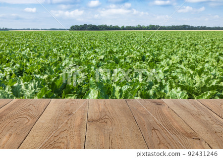 empty wooden table with green field of sweet sugar beet 92431246