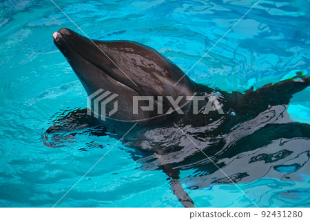 Taiji Town Whale Museum 92431280