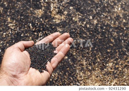 hand of farmer with heap of rapeseed hand of farmer with heap of rapeseed 92431290