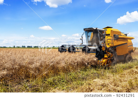 combine harvester cutting ripe rapeseed pods on field combine harvester cutting ripe rapeseed pods on field 92431291