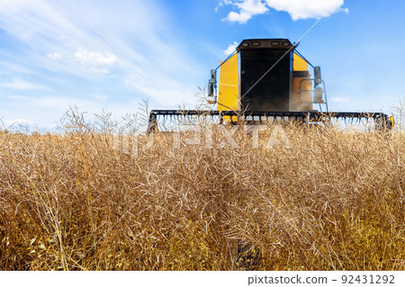 combine harvester cutting ripe rapeseed pods on field combine harvester cutting ripe rapeseed pods on field 92431292