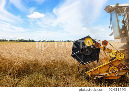 closeup combine harvester cutting ripe rapeseed pods on field closeup combine harvester cutting ripe rapeseed pods on field 92431293