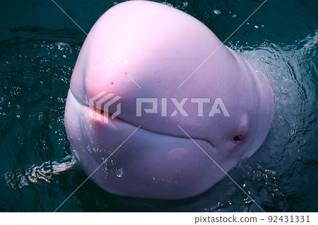 Taiji Town Whale Museum 92431331