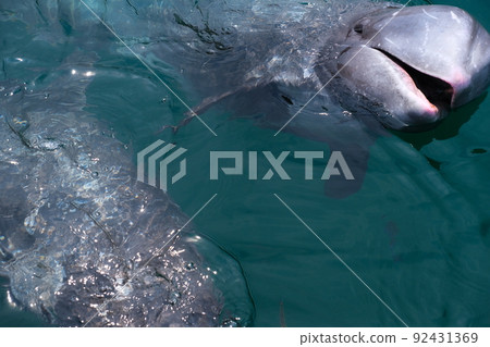 太地鎮鯨魚博物館 92431369