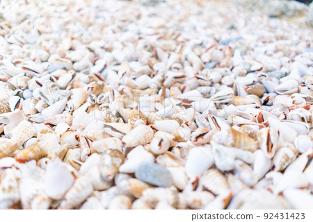 Seashells spread all over (summer image) 92431423