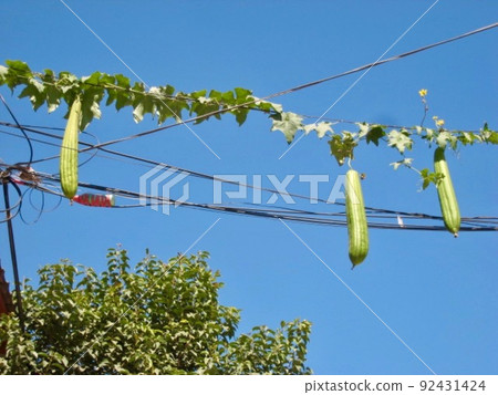 wire loofah 92431424