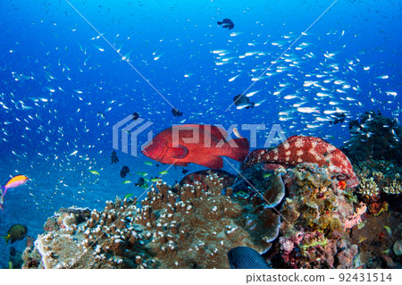 小笠原:Apogon lineatus 和 Azahata 群 小笠原:Apogon lineatus 和 Azahata 群 92431514