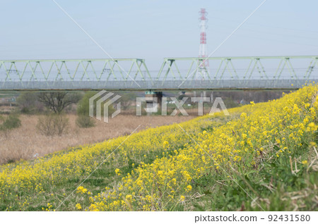 Yellow flower field and railroad tracks 92431580