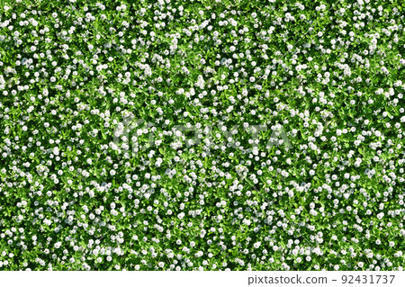 Early summer flower garden with lots of lipia florets (2) 92431737