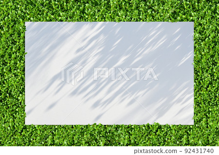 Early summer morning with beautiful young leaves of Lippia, white background + silhouette of green garden 92431740