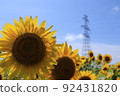 Midsummer day sunflower and summer sky 92431820