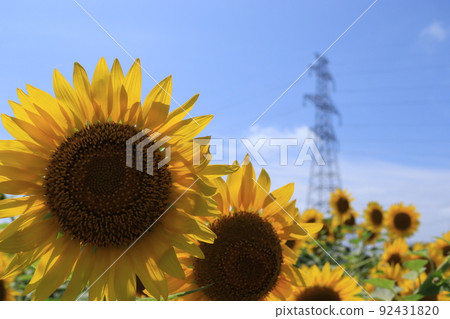 Midsummer day sunflower and summer sky Midsummer day sunflower and summer sky 92431820