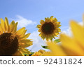Tall sunflower taken from a low angle 92431824