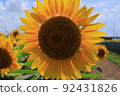 Wide open sunflower 92431826