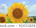 Take a sunflower under a bright sky 92431828