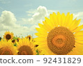 Finish the sunflower photo nostalgic 92431829