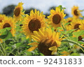 Bees fly around spilling pollen 92431833