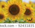 Sunflower stands dignified 92431835
