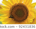 Bees suck nectar while wearing pollen 92431836
