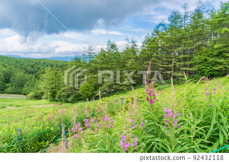 (長野)富士見全景度假村 入笠山 / 花田 (長野)富士見全景度假村 入笠山 / 花田 92432118