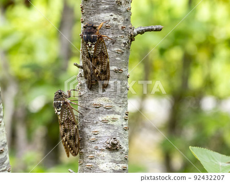 Abra Zemi停在樹上 Abra Zemi停在樹上 92432207