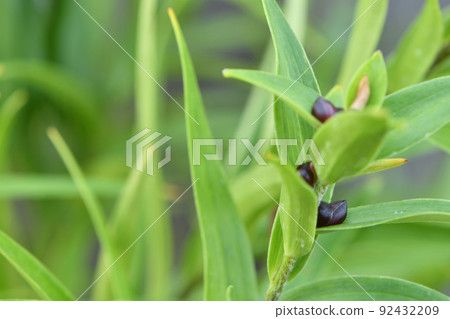 Oni百合的Mukago Oni百合的Mukago 92432209