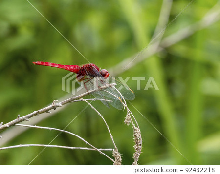 Male scarlet skimmer perched on dead grass Male scarlet skimmer perched on dead grass 92432218