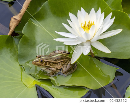 池塘里盛開的睡蓮附近的 Tonosama 青蛙 池塘里盛開的睡蓮附近的 Tonosama 青蛙 92432232