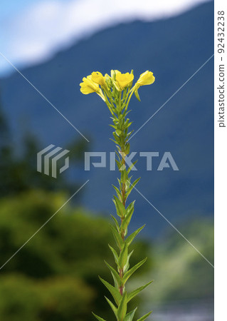Tall evening primrose flower 92432238